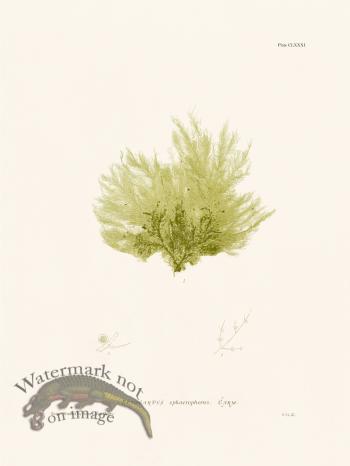 Bradbury Seaweed 181